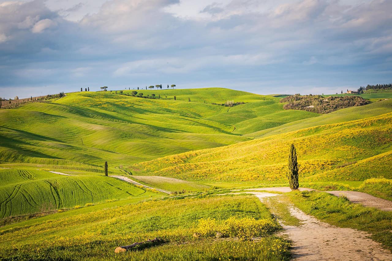 barley fields, barley, canola flowers, travel, nature, san quirio, toscana, italy